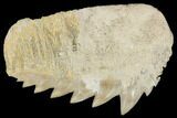 Fossil Cow Shark (Hexanchus) Tooth - Morocco #115827-1